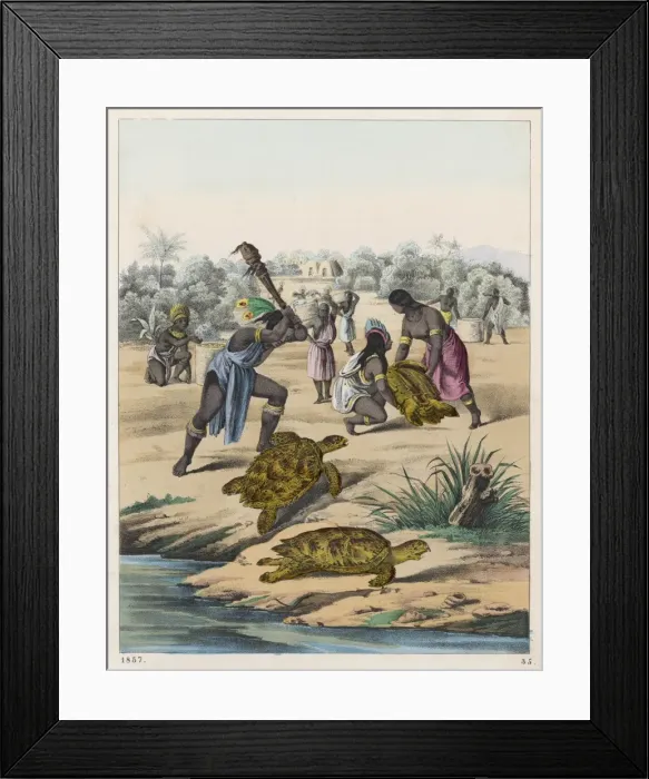 Framed Print : Hunting Turtles Framed Print : Hunting Turtles