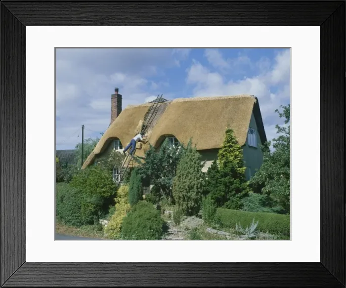 Framed Print : Thatching a Cottage Framed Print : Thatching a Cottage