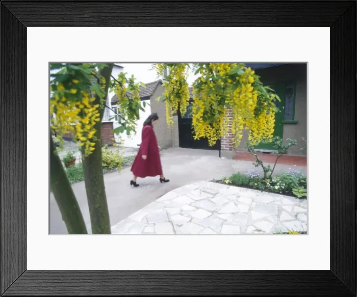 Framed Print : Woman under Laburnum Framed Print : Woman under Laburnum