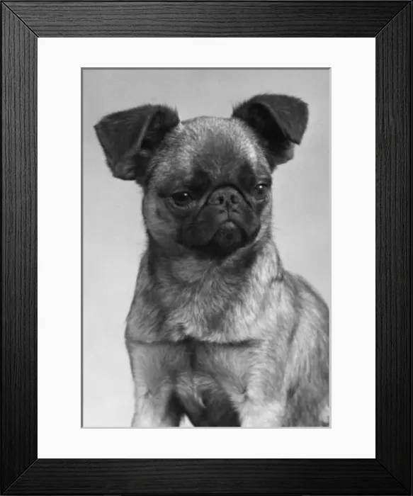 Framed Print : Dogs Mischievous Face Framed Print : Dogs Mischievous Face