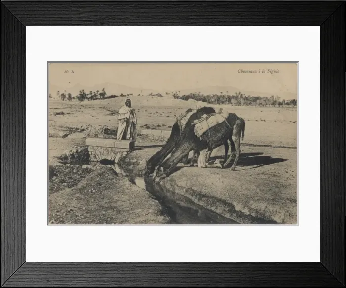 Framed Print : Camels Drinking Framed Print : Camels Drinking