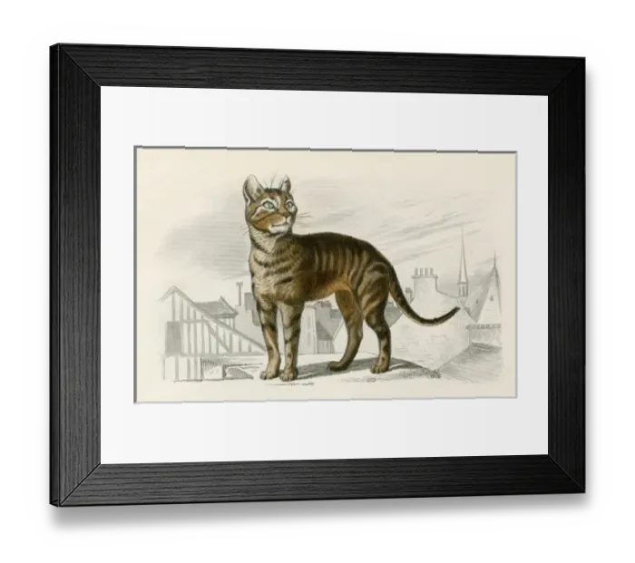Framed Print : STREET CAT Framed Print : STREET CAT