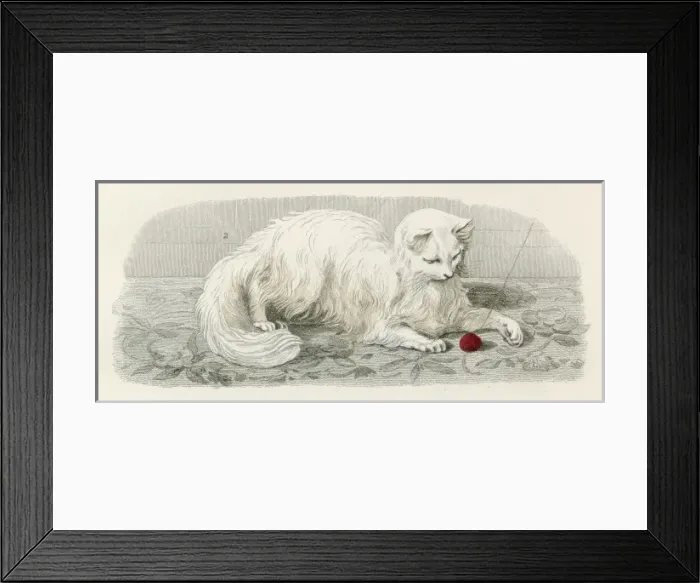 Framed Print : ANGORA CAT Framed Print : ANGORA CAT