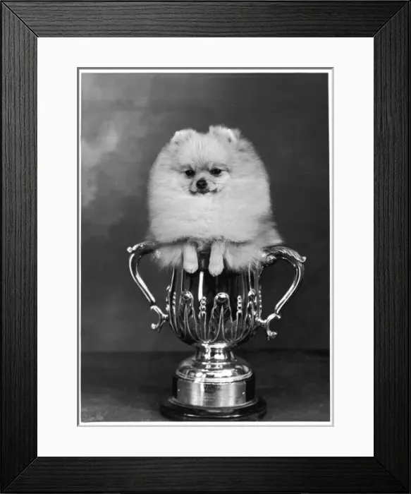 Framed Print : Champion Pomeranian Framed Print : Champion Pomeranian