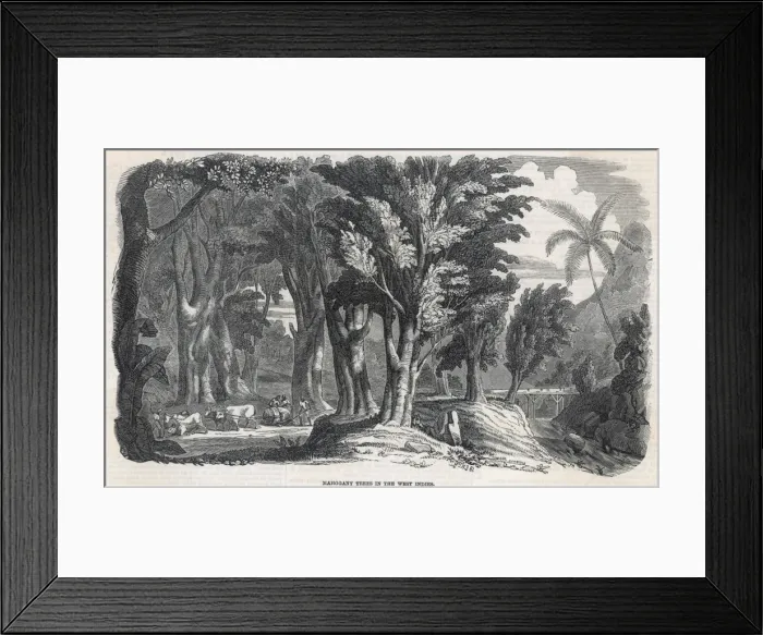 Framed Print : Mahogany, West Indies Framed Print : Mahogany, West Indies
