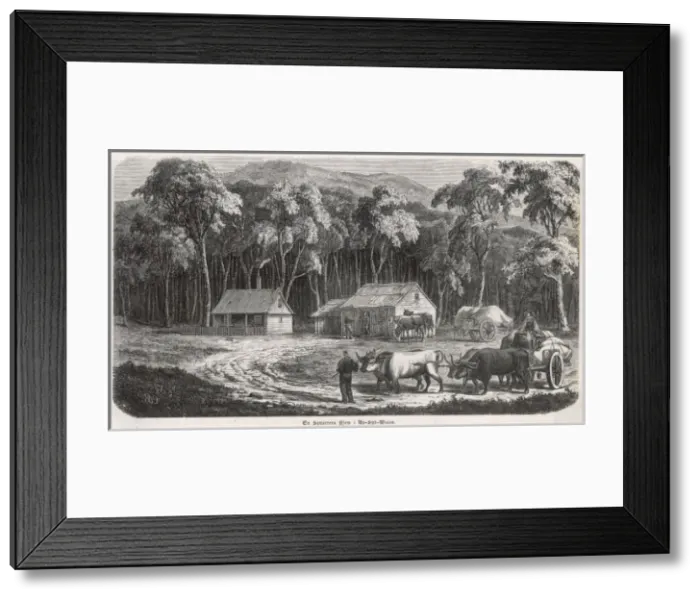 Framed Print : Squatters in Ns Wales Framed Print : Squatters in Ns Wales