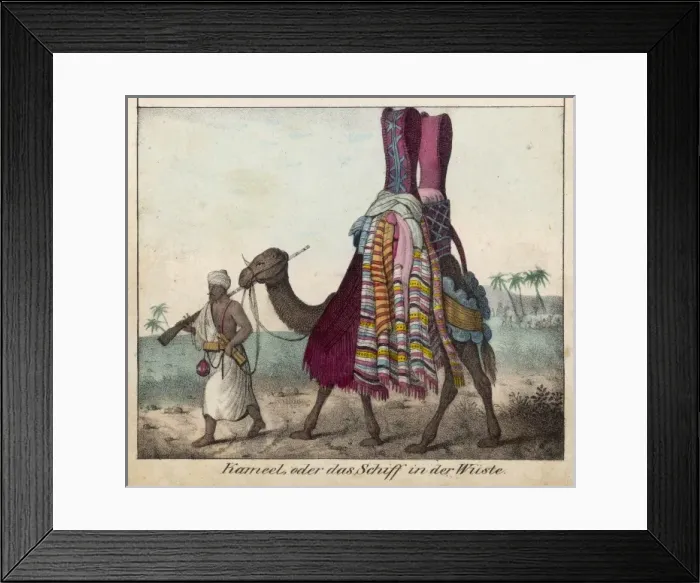 Framed Print : Camel and Ladies Framed Print : Camel and Ladies