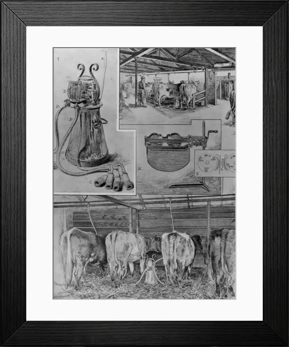 Framed Print : Milking by electricity Framed Print : Milking by electricity