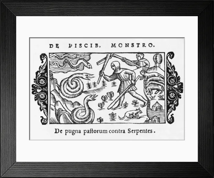 Framed Print : 1555 / Fighting Snakes Framed Print : 1555 / Fighting Snakes