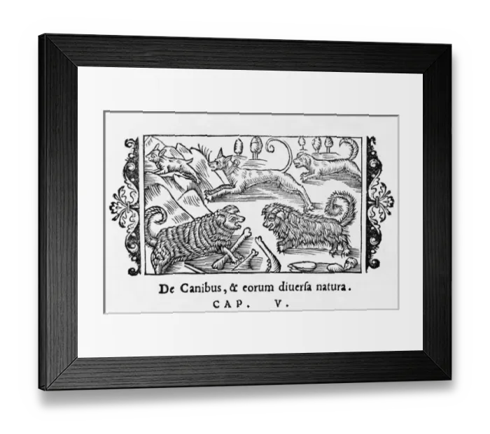 Framed Print : Olaus Magnus Dogs Framed Print : Olaus Magnus Dogs