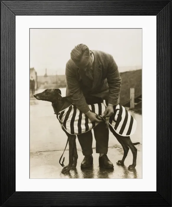 Framed Print : Greyhound Overcoat Framed Print : Greyhound Overcoat