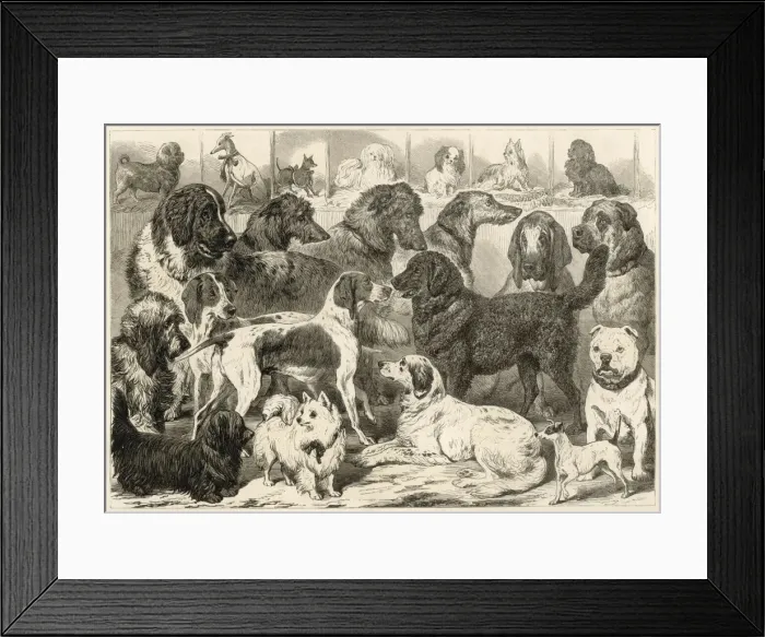 Framed Print : Birmingham Dog Show Framed Print : Birmingham Dog Show