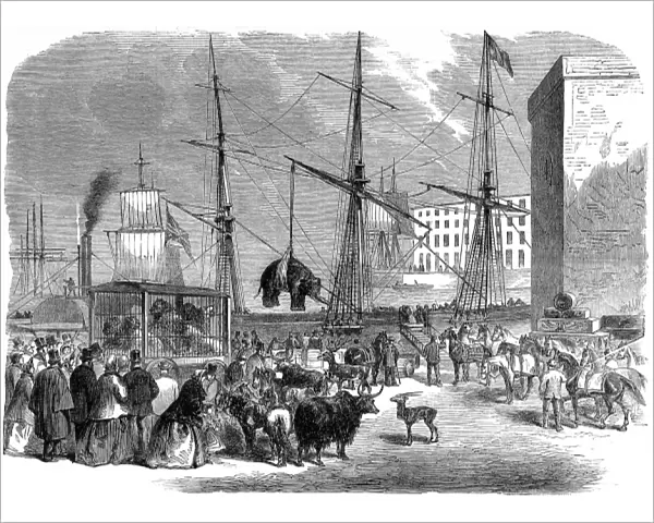 Shipping wild animals in the London Docks