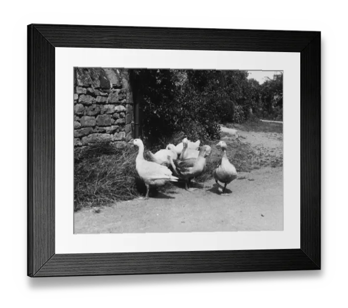 Framed Print : Farmyard Geese Framed Print : Farmyard Geese