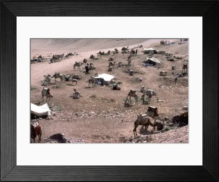 Framed Print : Camels Near the Pyramids Framed Print : Camels Near the Pyramids