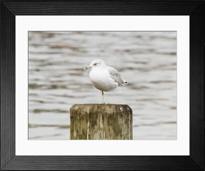 Framed Print : Boston Seagull Framed Print : Boston Seagull