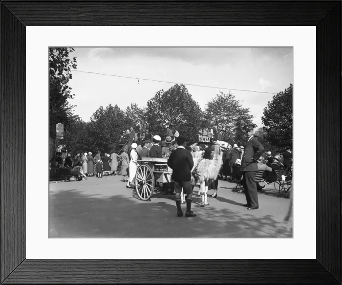 Framed Print : London Zoo Llama Cart Framed Print : London Zoo Llama Cart