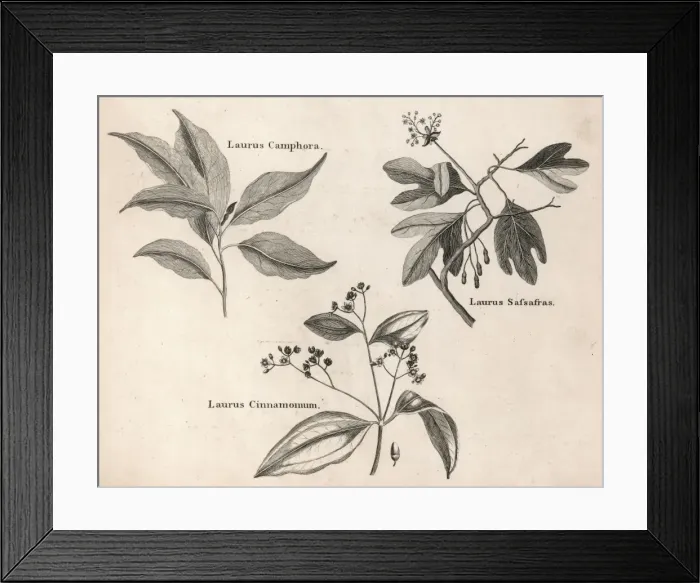Framed Print : Laurus Species Framed Print : Laurus Species