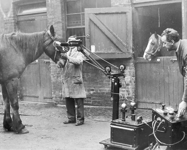 Horses being X-Rayed