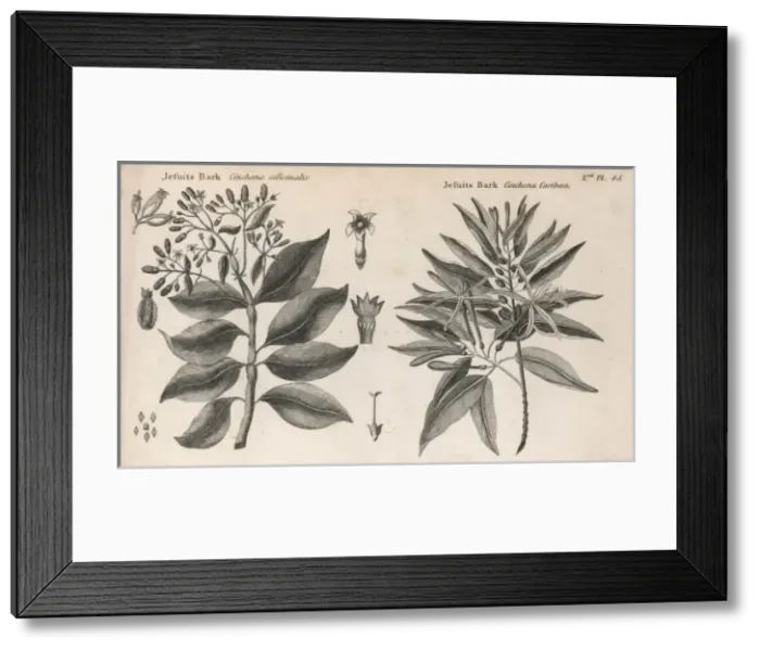 Framed Print : Cinchona - Quinine 2 Framed Print : Cinchona - Quinine 2