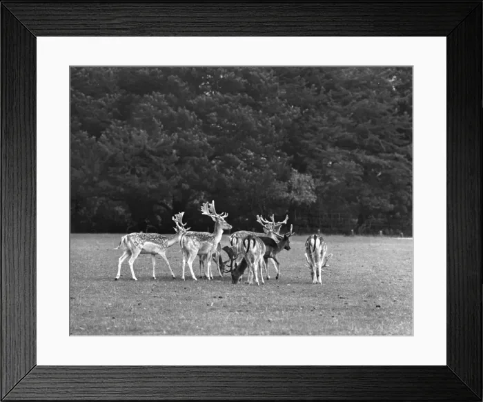 Framed Print : Deer in Woburn Park Framed Print : Deer in Woburn Park