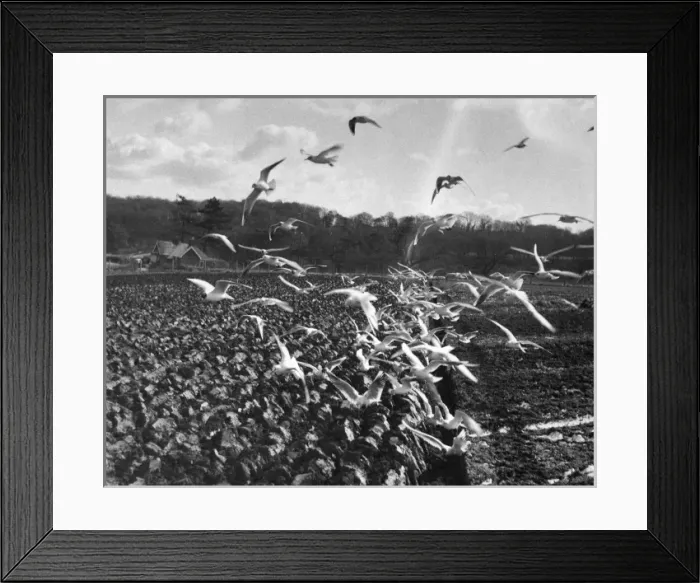 Framed Print : Gulls in Ploughed Field Framed Print : Gulls in Ploughed Field