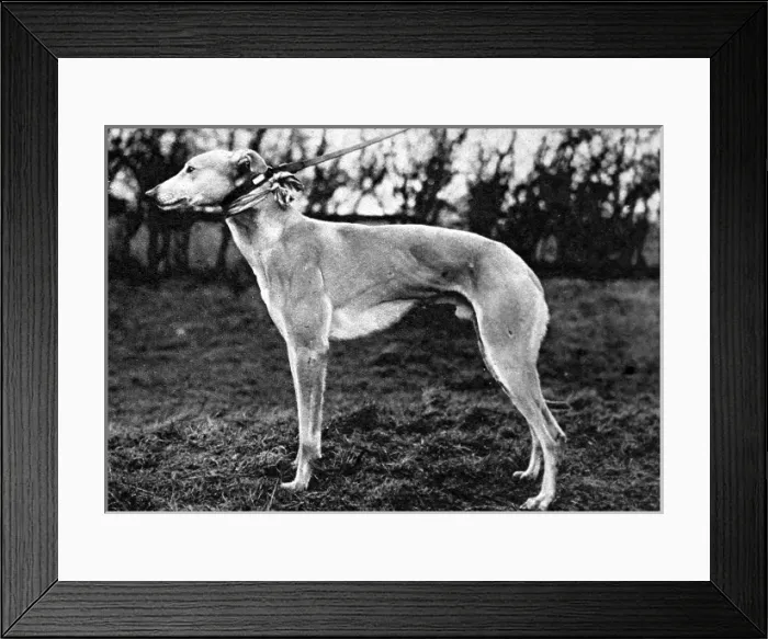 Framed Print : Jovial Judge, Winner of the 1926 Waterloo Cup Framed Print : Jovial Judge, Winner of the 1926 Waterloo Cup
