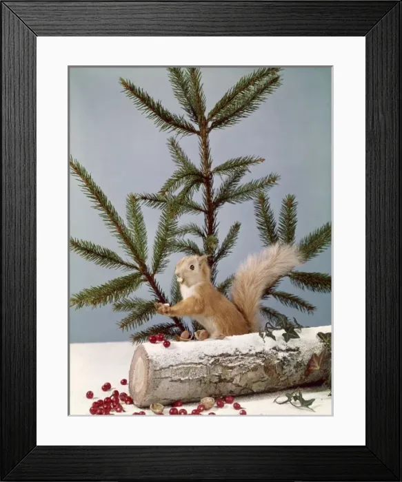Framed Print : Festive Nutty Squirrel 4 Framed Print : Festive Nutty Squirrel 4