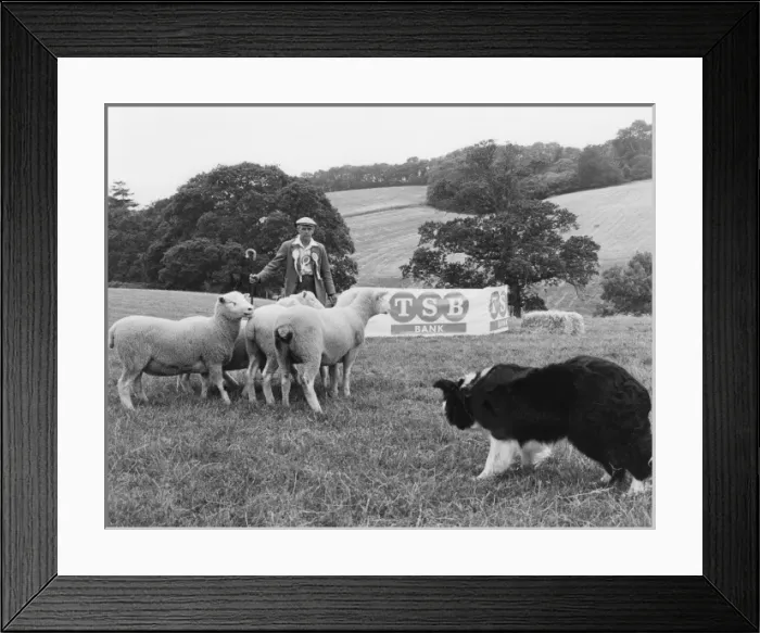 Framed Print : Sheepdog Trials Framed Print : Sheepdog Trials