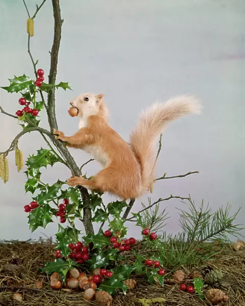 Festive Nutty Squirrel 5