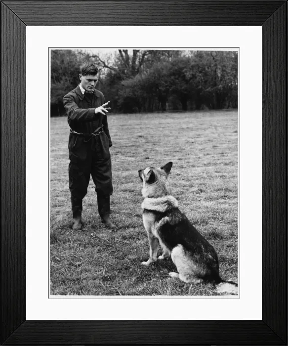Framed Print : Police Dog Trainer Framed Print : Police Dog Trainer