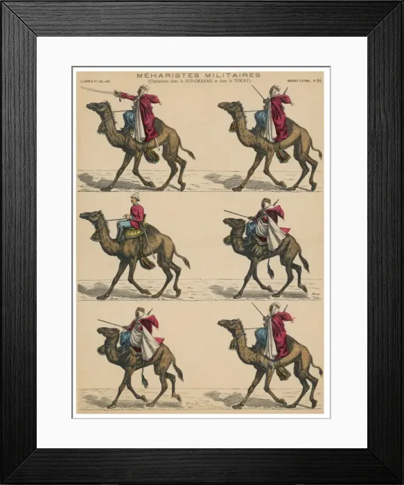 Framed Print : Military Camels Framed Print : Military Camels