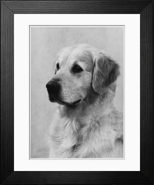 Framed Print : Retriever / Golden Framed Print : Retriever / Golden