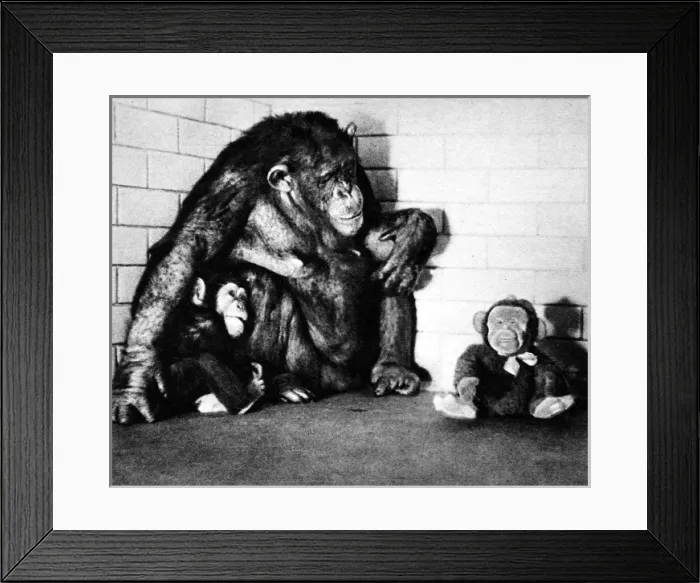 Framed Print : Boo-Boo, her baby and a gift Framed Print : Boo-Boo, her baby and a gift