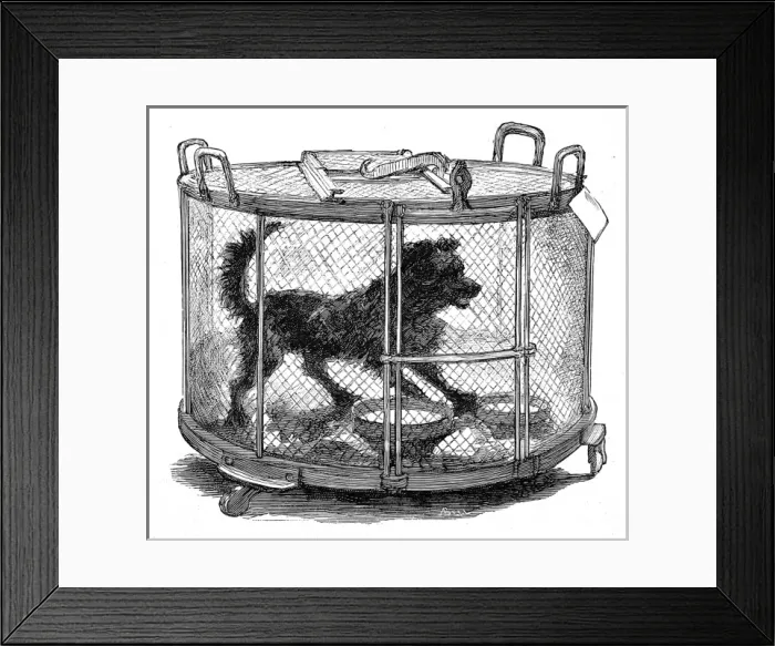 Framed Print : Inoculated dog in cage Framed Print : Inoculated dog in cage