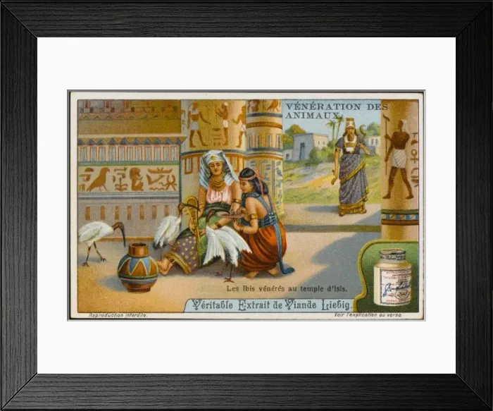 Framed Print : Ibis Worshipped Egypt Framed Print : Ibis Worshipped Egypt
