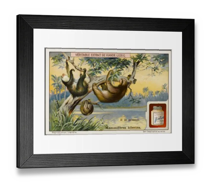 Framed Print : Sloth (Liebig) Framed Print : Sloth (Liebig)