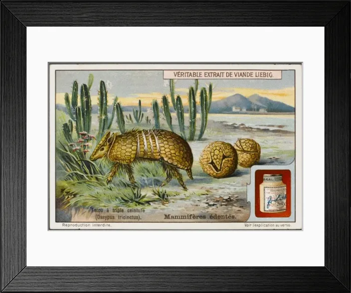 Framed Print : Armadillo (Liebig) Framed Print : Armadillo (Liebig)