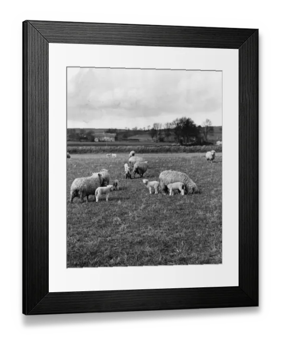 Framed Print : The Lambing Season Framed Print : The Lambing Season