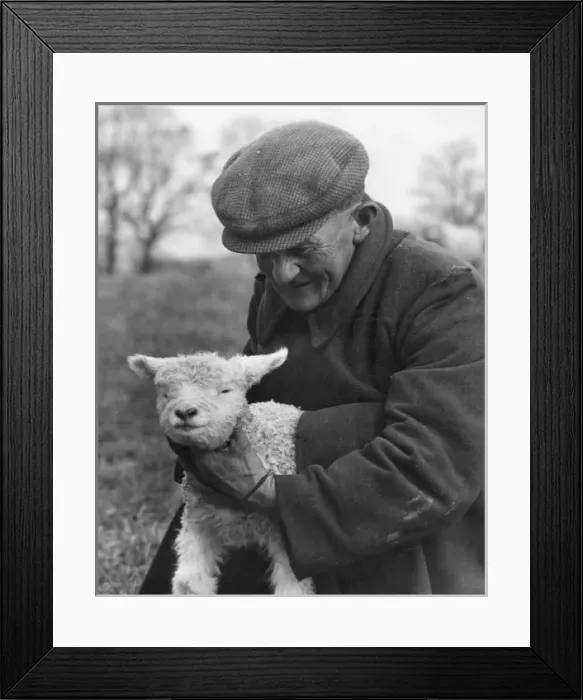 Framed Print : Farmer & Lamb Framed Print : Farmer & Lamb