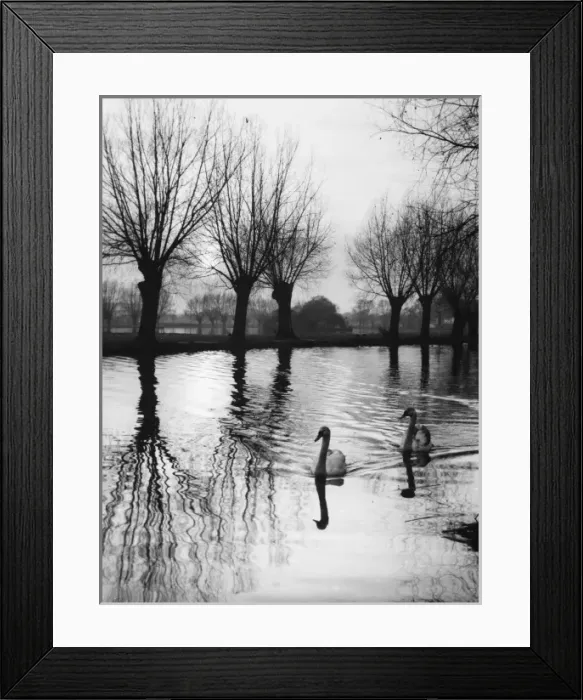 Framed Print : Swans on the Ouse Framed Print : Swans on the Ouse