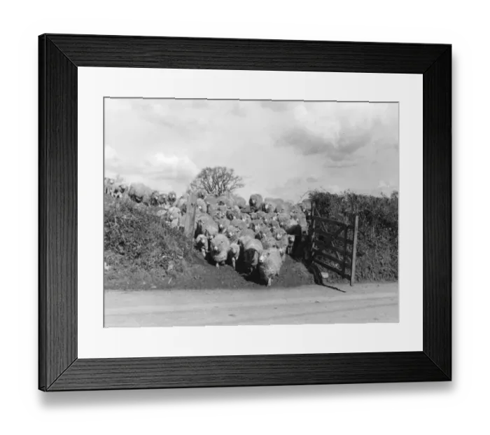 Framed Print : Sheep Push through Gate Framed Print : Sheep Push through Gate