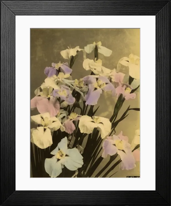 Framed Print : Iris flowers Framed Print : Iris flowers