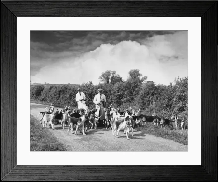 Framed Print : Exercising Hounds Framed Print : Exercising Hounds