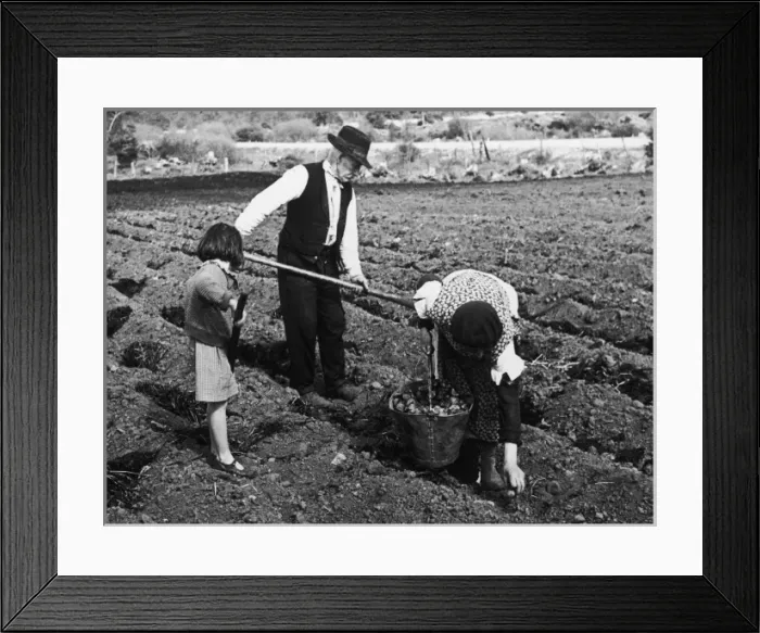 Framed Print : PLANTING IRISH TATIES Framed Print : PLANTING IRISH TATIES