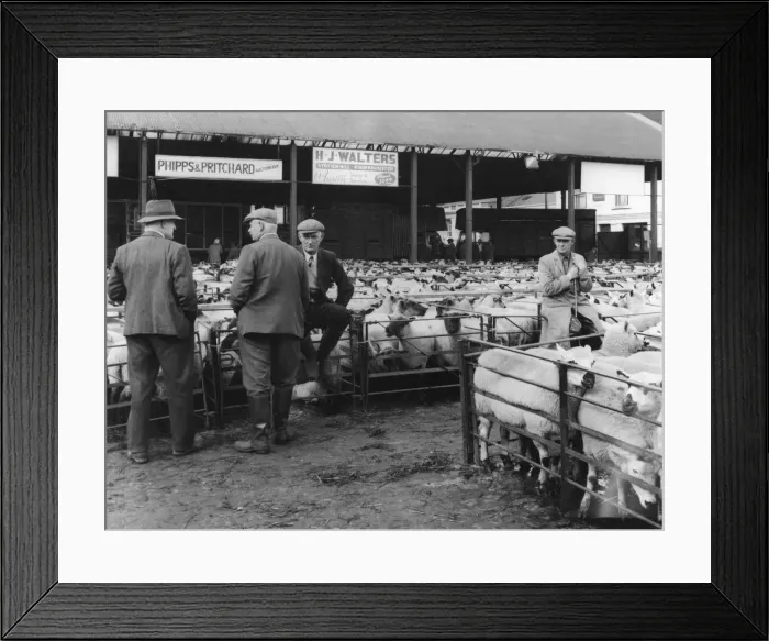 Framed Print : Kidderminster Sheep Fair Framed Print : Kidderminster Sheep Fair