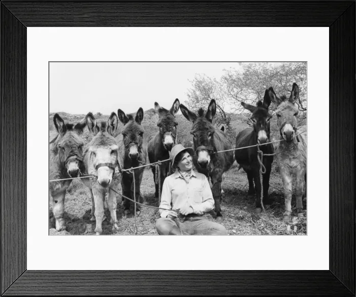 Framed Print : Woman and Donkeys Framed Print : Woman and Donkeys