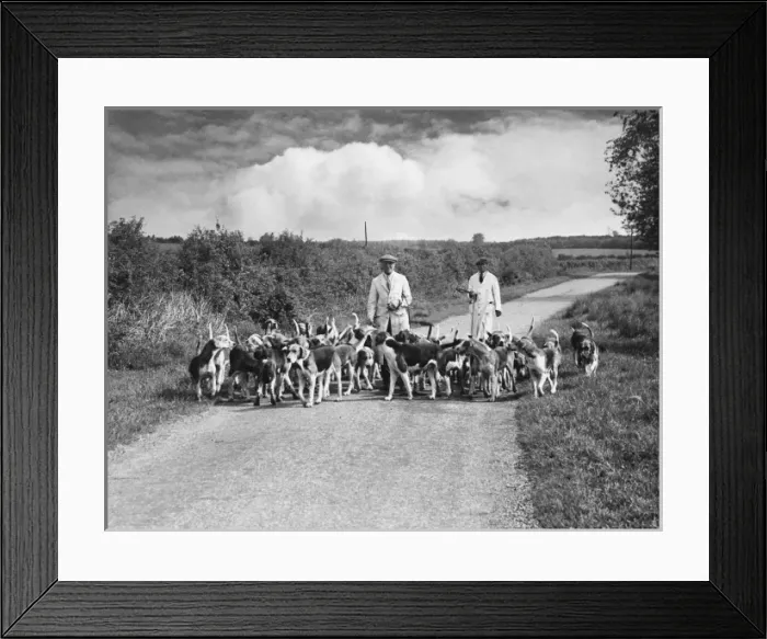 Framed Print : Exercising Hounds Framed Print : Exercising Hounds