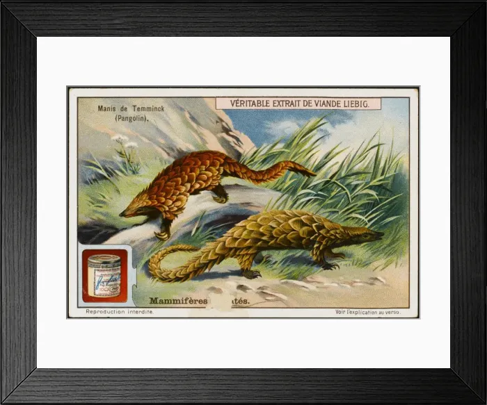 Framed Print : Temmincks Pangolin Framed Print : Temmincks Pangolin