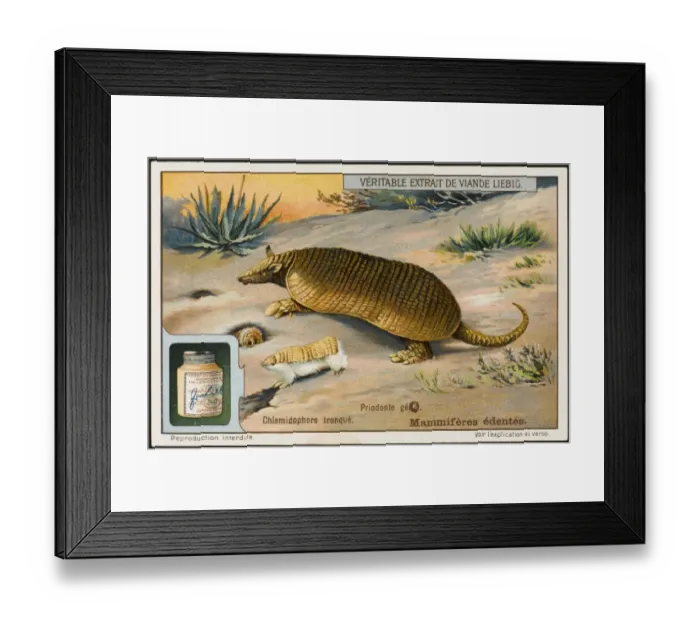 Framed Print : Armadillo (Liebig) Framed Print : Armadillo (Liebig)